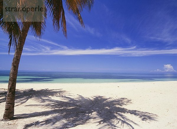 Palm Tree On Tropical Beach  Playa Ancon