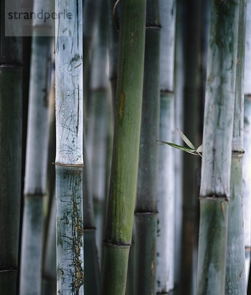 Detail  Details  Ausschnitt  Ausschnitte  grün  Bambus  Chengdu  Sichuan