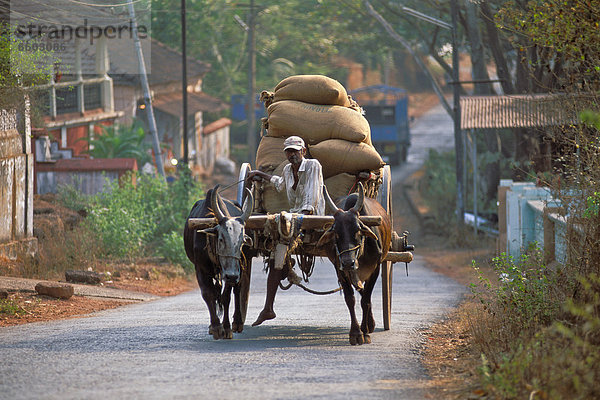Bauer sitzt auf mit Säcken beladenem Rinderkarren  bei Anjuna  Goa  Indien  Südindien  Asien
