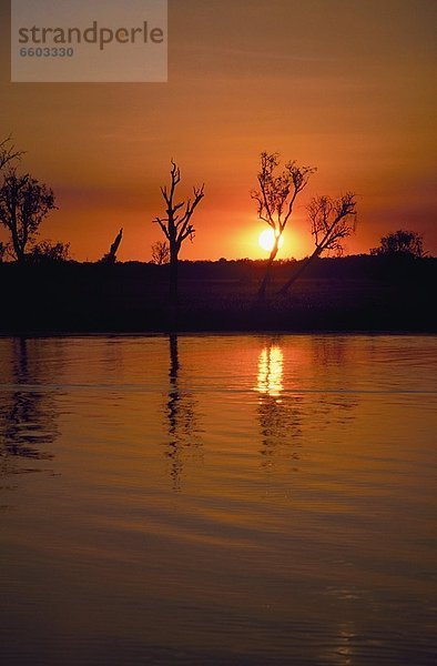 Wasser  gelb  Feuchtgebiet