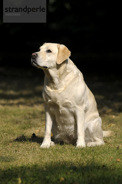 Blonder Labrador Retriever sitzt auf Wiese