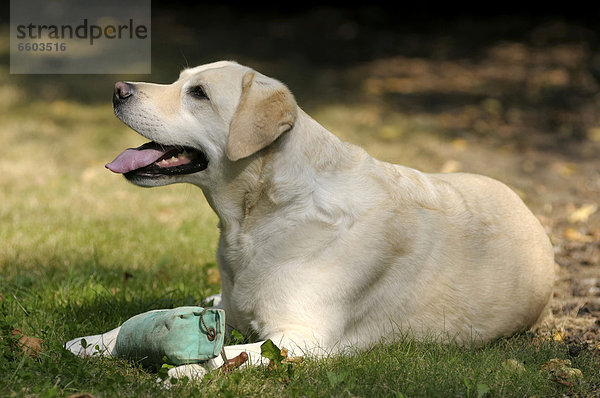 Blonder Labrador Retriever liegt auf Boden mit Dummy auf den Pfoten