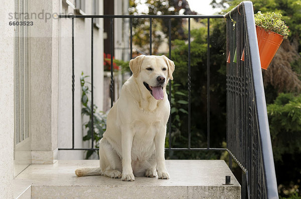 Blonder Labrador Retriever sitzt vor Hauseingang