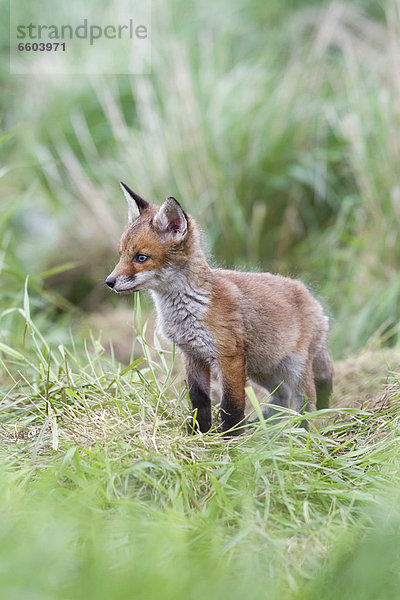 Rotfuchs (Vulpes vulpes)  Welpe im Gras  Südostengland  England  Großbritannien  Europa