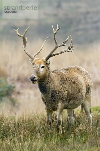 Davidshirsch oder Milu (Elaphurus davidianus)  auf Weide  Südwales  Wales  Großbritannien  Europa