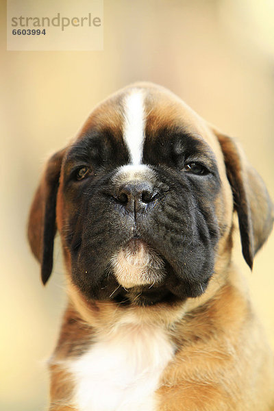 Hundewelpe  Boxer  Porträt