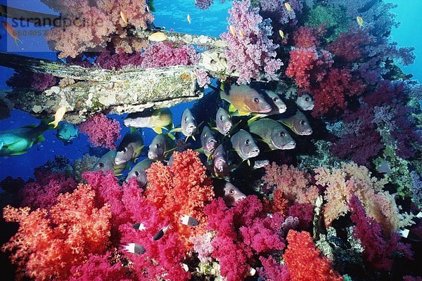 Fisch  Pisces  bunt  Koralle