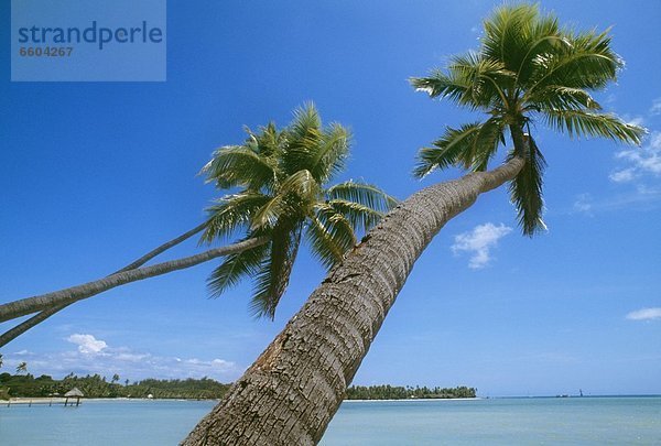 Tropisch  Tropen  subtropisch  Strand  Baum  Fiji