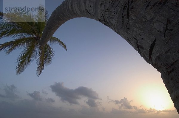 Biegung  Biegungen  Kurve  Kurven  gewölbt  Bogen  gebogen  Sonnenuntergang  Baum  Palme