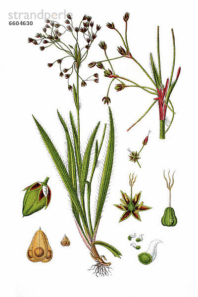 Behaarte Hainsimse  Haar-Hainsimse oder Behaarte Marbel (Luzula pilosa)  Heilpflanze  historische Chromolithographie  1796