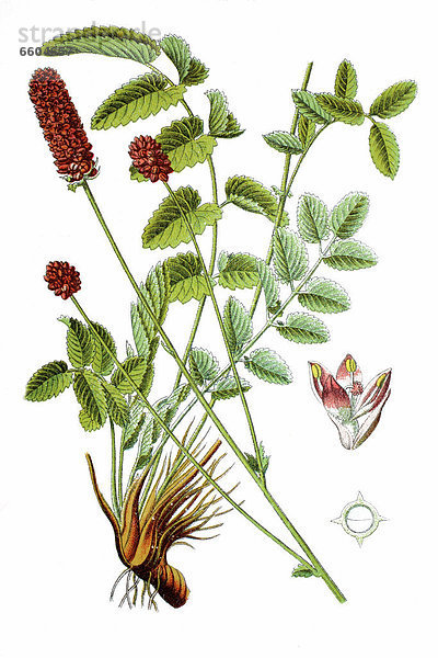 Großer Wiesenknopf (Sanguisorba officinalis)  Heilpflanze  historische Chromolithographie  1796