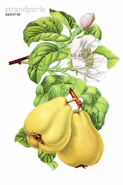 Quittenfrucht (Cydonia oblonga)  Heilpflanze  historische Chromolithographie  ca. 1796