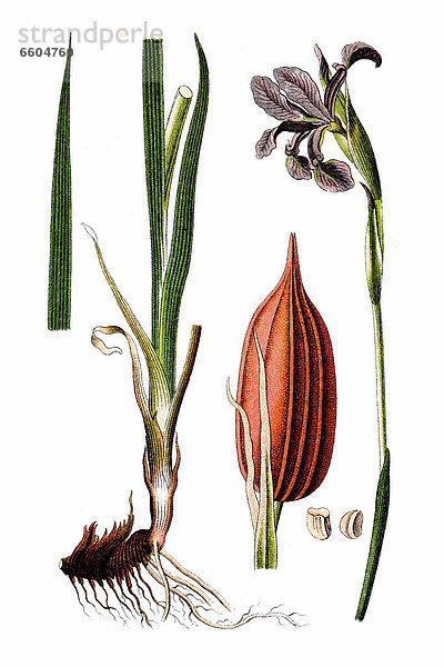 Bastard-Schwertlilie  auch Salzwiesen-Schwertlilie (Iris spuria)  Heilpflanze  historische Chromolithographie  ca. 1796