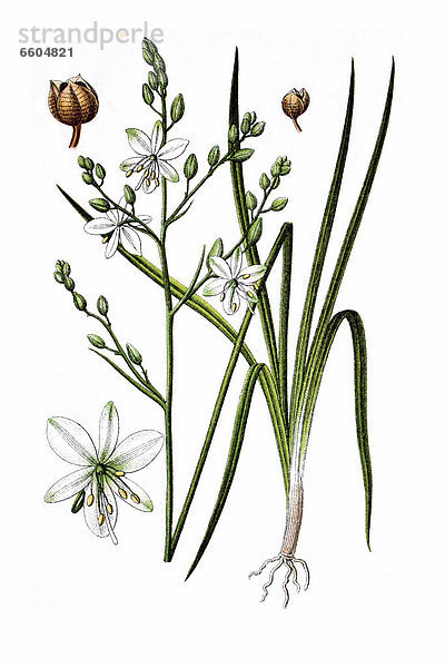 Rispige Graslilie (Anthericum ramosum)  Heilpflanze  historische Chromolithographie  ca. 1796