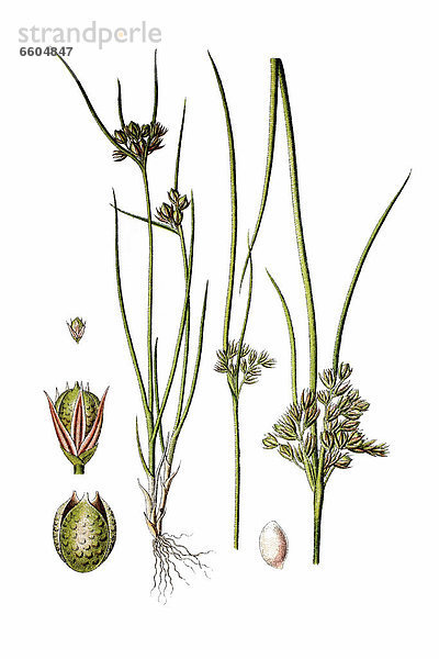 Zarte Binse (Juncus tenuis)  Heilpflanze  historische Chromolithographie  ca. 1796