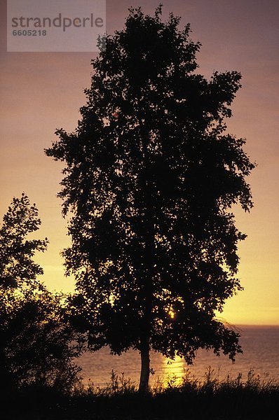 Sonnenuntergang  Baum  See