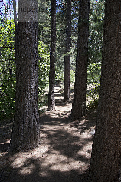 Der Sequoia-Wanderweg am Heaps Peak-Aboretum im San Bernardino National Forest  Lake Arrowhead  Kalifornien  USA