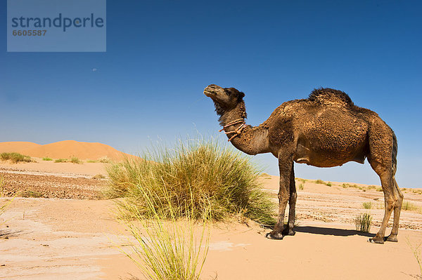 Kamel  Dromedar (Camelus dromedarius) im Sand  Erg Chebbi  Südmarokko  Marokko  Afrika