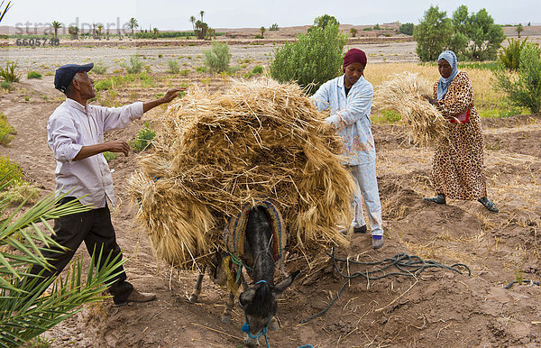 Ein Mann und mehrere Frauen  Berber  beladen einen Esel mit geerntetem Getreide  Marokko  Afrika