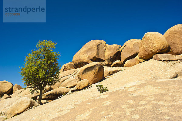 Imposante Granitgerölle liegen auf einer Felsplatte  links im Vordergrund ein Arganienbaum (Argania spinosa)  Antiatlas  Südmarokko  Marokko  Afrika