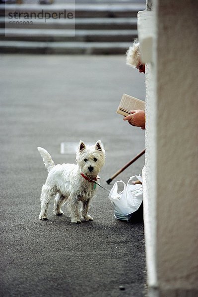 Frau  Buch  Straße  Senior  Senioren  Terrier  Taschenbuch  vorlesen
