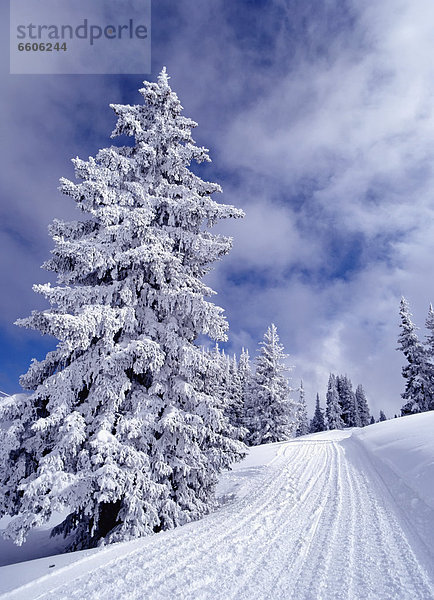 bedecken  Baum  Ski  Kiefer  Pinus sylvestris  Kiefern  Föhren  Pinie  Hang  Schnee