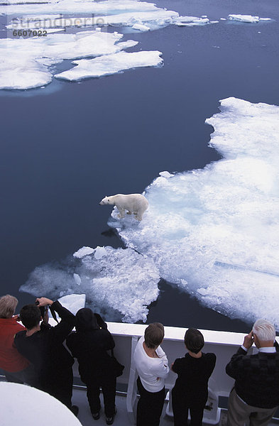 Eisbär  Ursus maritimus  sehen  Eis  Schiff
