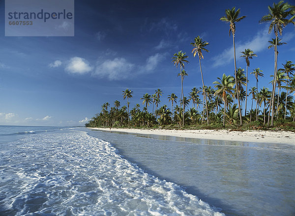 hinter  Wasserrand  Strand  Baum