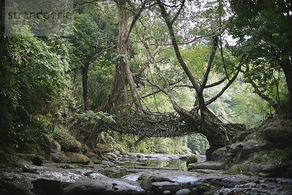 Baum Produktion Brücke Fluss Wurzel antik