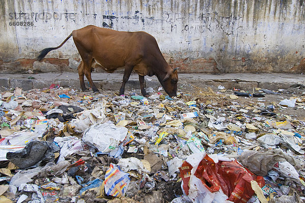 Delhi  Hauptstadt  Hausrind  Hausrinder  Kuh  Straße  essen  essend  isst  Kuh  Abfall
