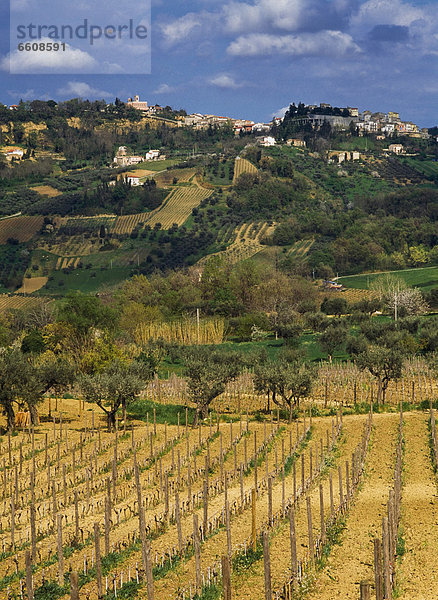 Masciarelli Vineyard