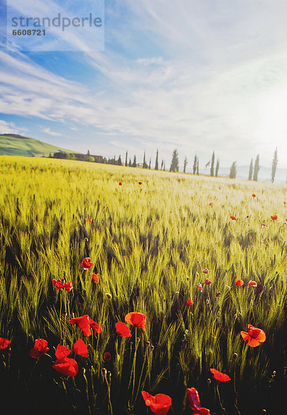 Morgendämmerung  Feld  Weizen  Mohn