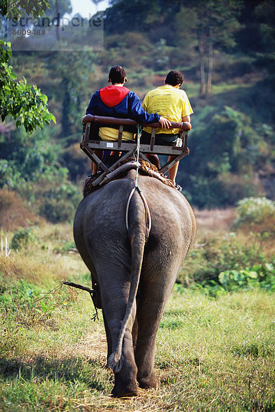 tragen  Regenwald  Tourist  camping  Elefant