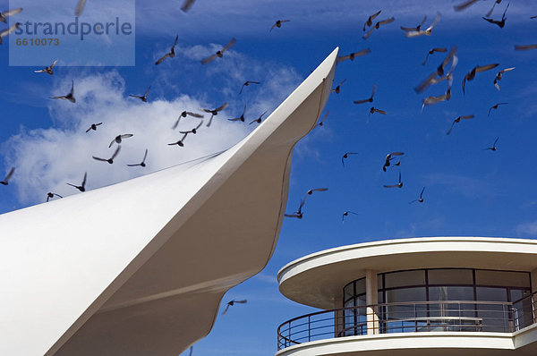 fliegen fliegt fliegend Flug Flüge über Vogel Vogelschwarm Vogelschar Messehalle