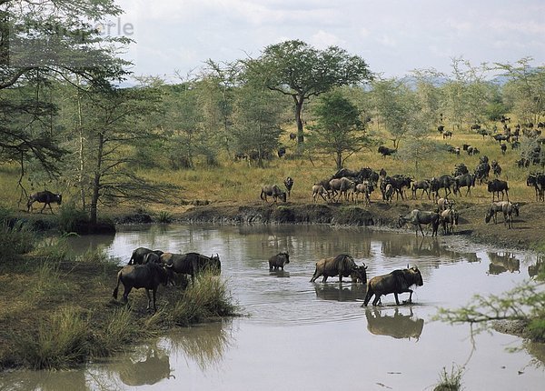 Serengeti Nationalpark  Gnu