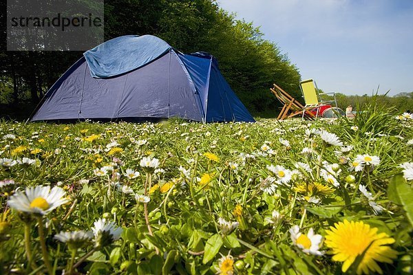 camping  Feld  Gänseblümchen  Bellis perennis  Löwenzahn  voll