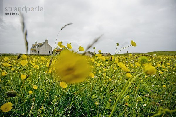 Bauernhaus  Blume  gelb  Hintergrund  Wiese
