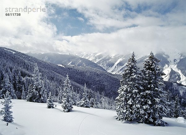 Berg  bedecken  Baum  Kiefer  Pinus sylvestris  Kiefern  Föhren  Pinie  Schnee