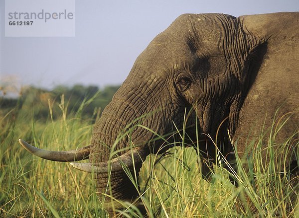 Elefant  Schilf  essen  essend  isst