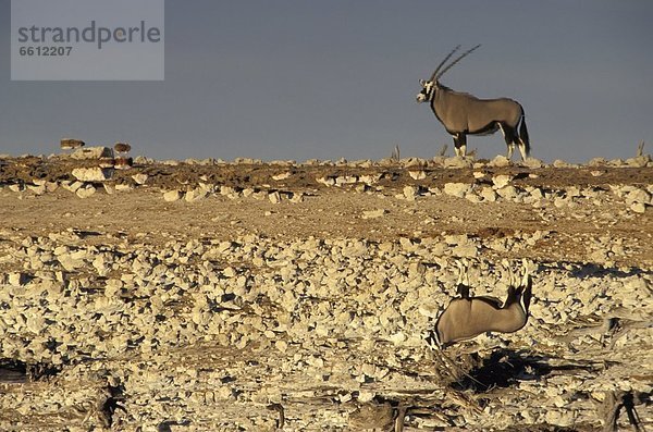 Elenantilope  Taurotragus oryx  Wasser  Spiegelung  Etoscha Wildpark  Etosha