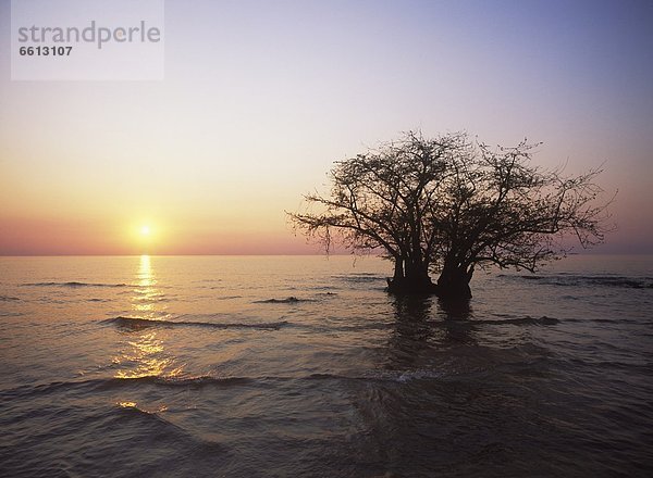Sonnenuntergang  Baum  See  Stück  Malawi  unter Wasser