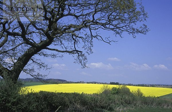 Baum  gelb  Feld  Samen