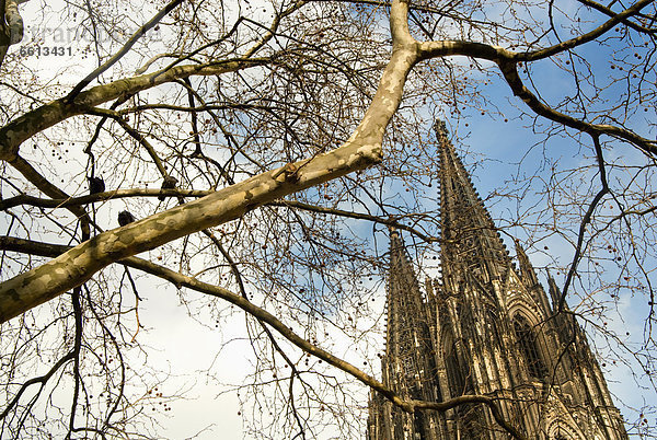 Baum  Kathedrale  Ast  Köln  Deutschland