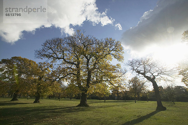 Bäume in Greenwich Park  London  Großbritannien