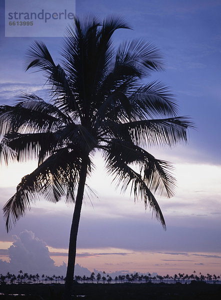 nahe  Baum  Silhouette  Palme  Mosambik