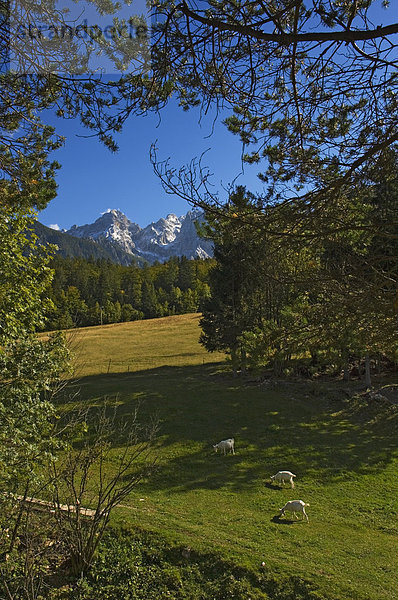 Ziege  Capra aegagrus hircus  grasen  Slowenien