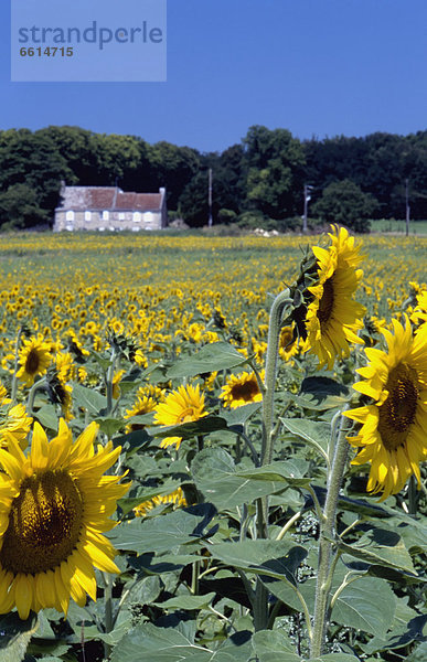 Sonnenblume helianthus annuus