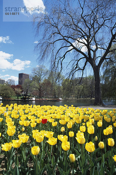 Garten  Tulpe  Boston