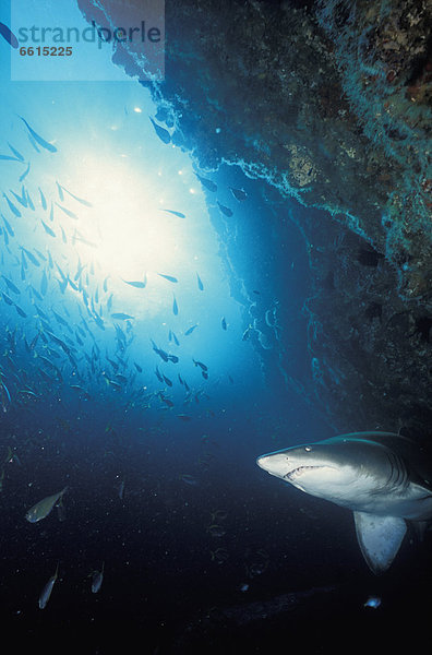 Wand drehen Reise Riff Hai