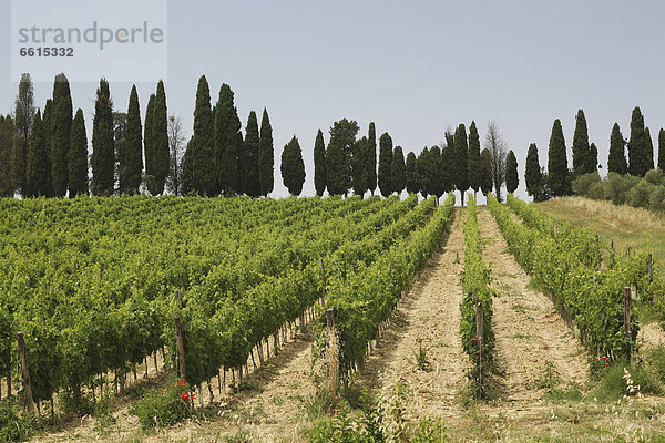 Landstraße  Wein  Baum  Wahrzeichen  Ansicht  Weinberg  Geographie  typisch  Chianti  Italien  Juni
